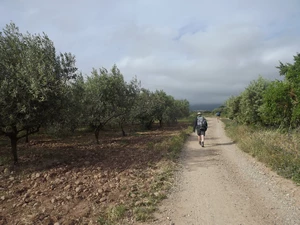 Camino Francés entre Navarrete et Ventosa