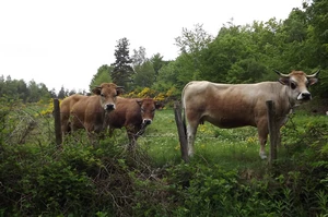 GR 65 : vaches Aubrac