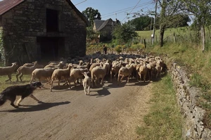 GR 65 : troupeau de moutons dans Le Griffoul