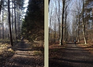GR 512 : forêt de Meerdael