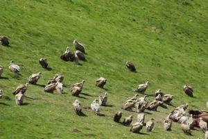 Camino Francés : vautours fauves