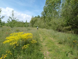 Camino Francés entre Celadilla del Páramo et Santa Marina del Rey
