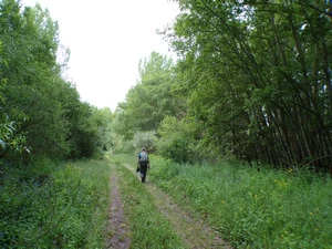 Camino Francés entre Celadilla del Páramo et Santa Marina del Rey