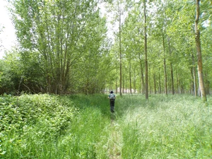 Camino Francés entre Celadilla del Páramo et Santa Marina del Rey