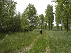 Camino Francés entre Santa Marina del Rey et Hospital de Órbigo