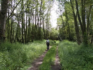 Camino Francés entre Santa Marina del Rey et Hospital de Órbigo