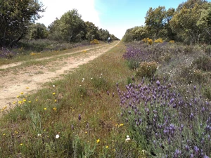 Camino Francés entre Santa Catalina de Somoza et El Ganso