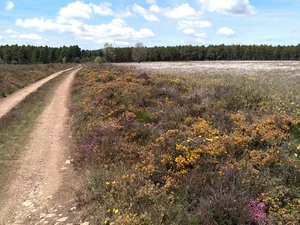 Camino Francés entre El Ganso et Rabanal del Camino