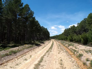Camino Francés entre El Ganso et Rabanal del Camino