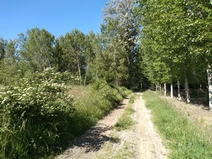 Camino Francés entre Columbrianos et Fuentesnuevas