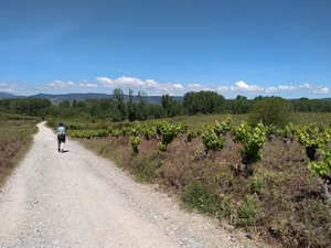 Camino Francés entre Camponaraya et Cacabelos