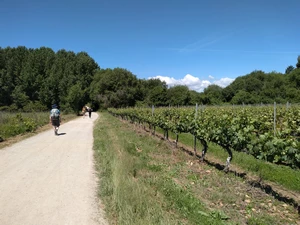 Camino Francés entre Camponaraya et Cacabelos