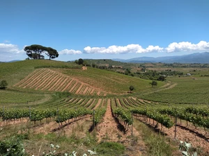 Camino Francés entre Cacabelos et Villafranca del Bierzo