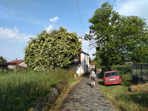 Camino Francés entre Palas de Rei et San Xulián do Camiño