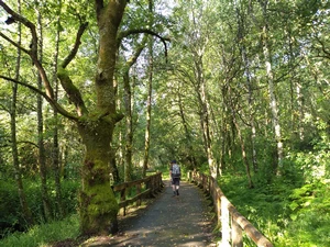 Camino Francés entre Palas de Rei et San Xulián do Camiño