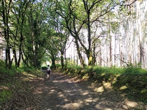Camino Francés entre San Xulián do Camiño et Leboreiro