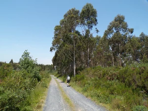 Camino Francés entre Leboreiro et Furelos