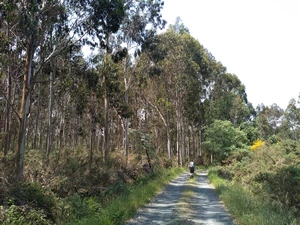 Camino Francés entre Leboreiro et Furelos