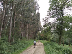 Camino Francés entre Castañeda et Ribadiso