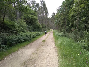 Camino Francés entre Ribadiso et Arzua