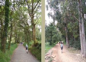 Camino Francés entre A Calle et A Salceda