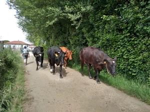 Camino Francés entre A Peroxa et A Calzada