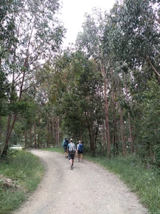 Camino Francés entre Santa Irene et O Pedrouzo