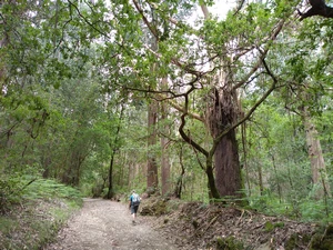 Camino Francés entre Santa Irene et O Pedrouzo
