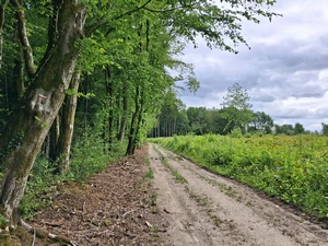 GR 12 entre Hiraumont et Bourg-Fidèle