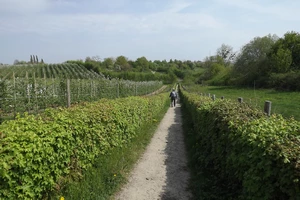 GR 128 entre le Bollenberg et Groot-Loon