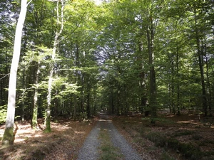 GR 14 entre Lavacherie et Saint-Hubert, forêt Saint-Michel - Freyr