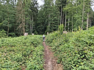 GR 16 entre Tournavaux et Roc la Tour