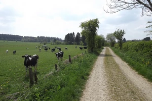 GR 56 entre Honsfeld et Hepscheid
