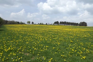 GR 56 entre Honsfeld et Hepscheid