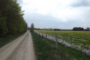 GR 56 entre Honsfeld et Hepscheid