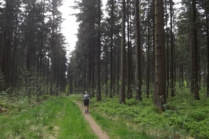 GR 56 entre Honsfeld et Hepscheid