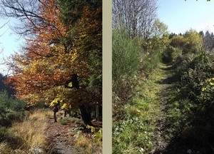 GR 573 entre Mont Rigi et le pont du Centenaire