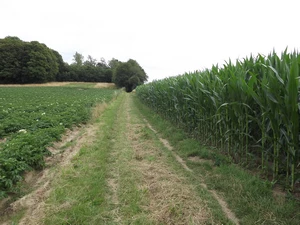 Streek-GR Hageland entre Bierbeek et Bremt