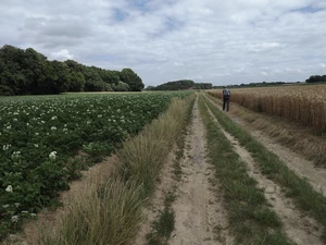 Streek-GR Hageland entre Bremt et Vertrijk