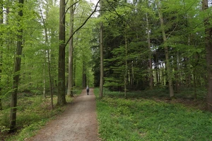 GR 512 dans la forêt de Soignes
