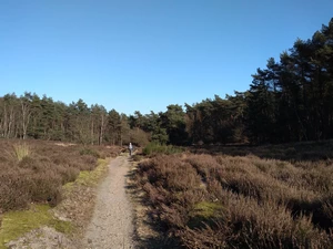 Streek-GR Limburgse Mijnen dans la réserve Mechelse Heide