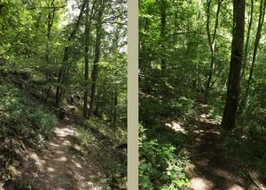 Sentier du Nord entre Kautenbach et Goebelsmühle