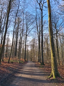 Forêt de Soignes, drève de Pinnebeek