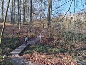 Forêt de Soignes, sentier du Martin Pêcheur