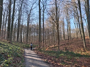 Forêt de Soignes, sentier de la Source Laineuse