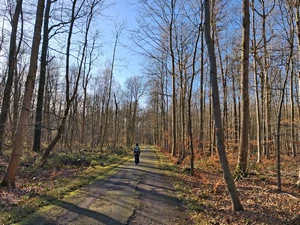 Forêt de Soignes, chemin Berckmans