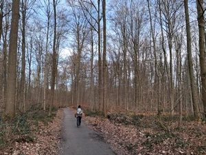 Forêt de Soignes, sentier de la Petite Espinette