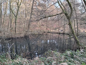 Forêt de Soignes, étang de l’Ermite