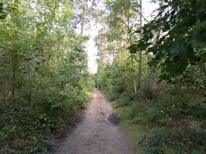 GRP 127 dans le bois de Rixensart