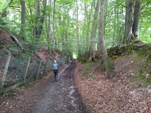 GRP 127 dans le bois de Rixensart